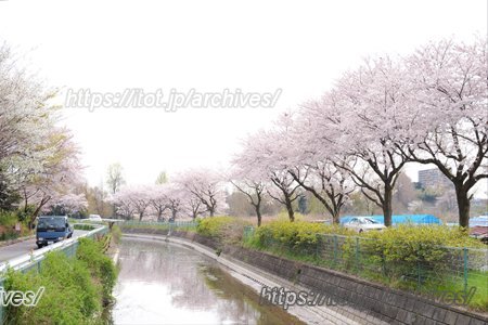 見沼代用水の桜並木