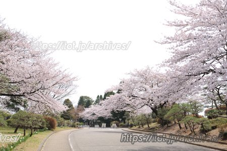東京都立八柱霊園