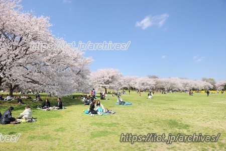 国営昭和記念公園