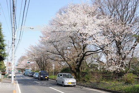 武蔵小金井エリアの公園で四季を楽しむ