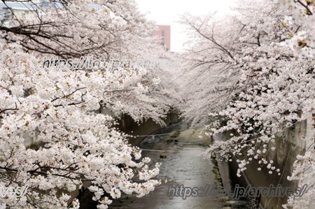 神田川_西早稲田2013