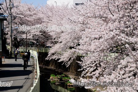 神田川_高井戸2013