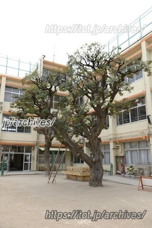 矢口西小 しいの木