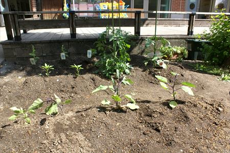 ひまわりキッズガーデン豊洲