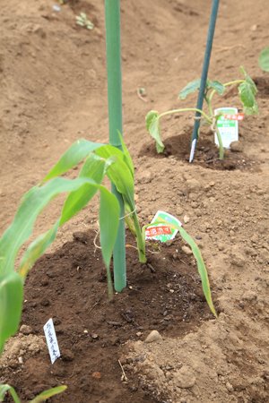 川口市立戸塚児童センターあすぱる