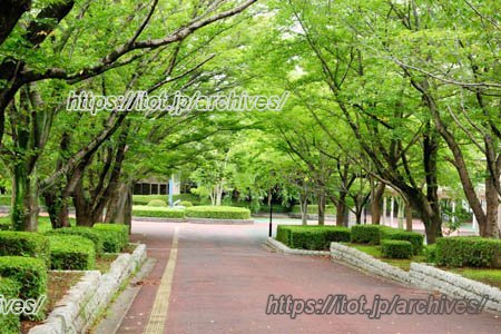 つくば公園通り