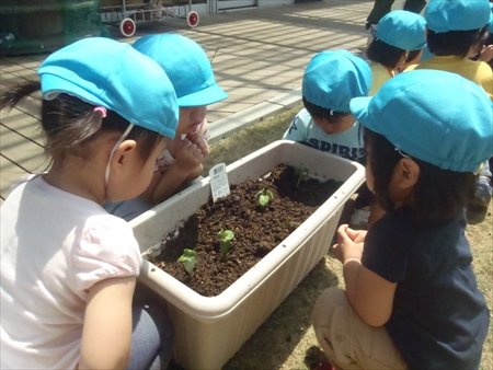 「本物とふれあう」ということを大切に、地域全体で育てる／ひまわりキッズガーデン有明　園長　長谷川淑江先生