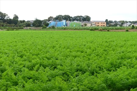 豊かな自然と歴史<br />子どもがのびのびと成長できる清瀬の魅力／清瀬市立清瀬第八小学校 岩本重雄校長先生