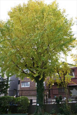 文京区立本駒込幼稚園