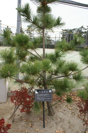 日出学園インタビュー