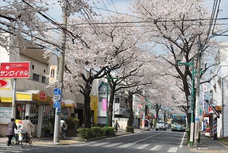 大泉桜学園インタビュー