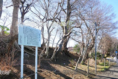 野馬除土手（五香八丁目付近）