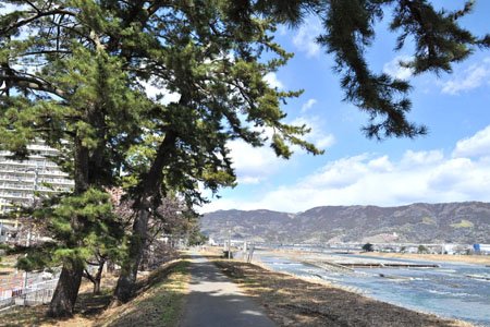酒匂川沿いの土手