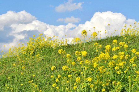 南流山少年サッカークラブ