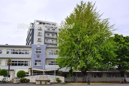 柏市立柏第一小学校 インタビュー