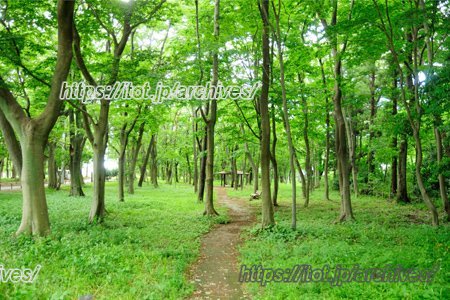 駒木ふるさとの森