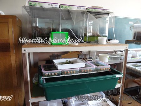 葛飾区立大道中学校　ホタル