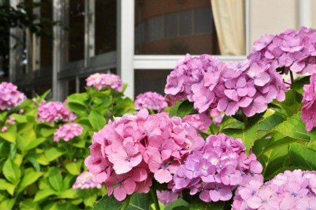 開成南小学校　あじさい