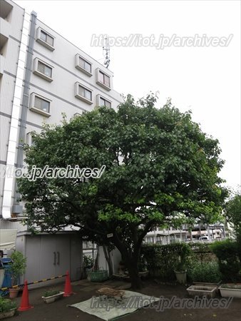 朝霞市立泉水保育園