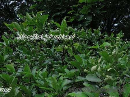 朝霞市立泉水保育園 インタビュー