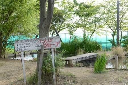 流山市立南流山小学校　教頭先生インタビュー