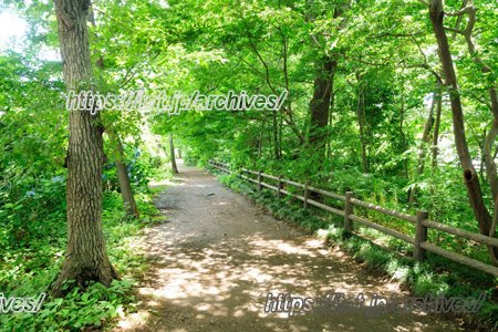玉川上水緑道（小川橋付近）