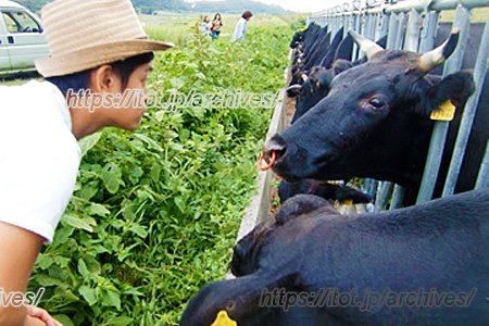 suido cafe 食材探訪