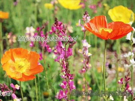 北町コミュニティー・センター&北町公民館インタビュー