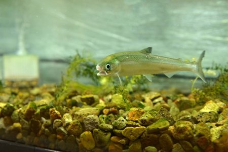 日暮里第二小学校