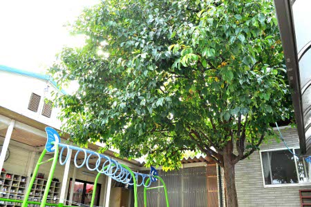 酒田保育園　庭