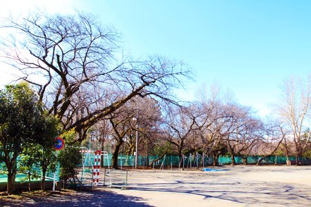杉並区立松ノ木中学校　校庭