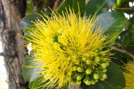 Hula Halau `O　Lehua Melemele （フラハラウ・オー・レフア・メレメレ） 代表　佐藤貴子　さん（&ldquo;Ka &lsquo;ulunohea&rdquo;　Takako）インタビュー