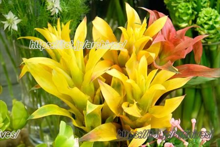 Hallo Gallo 成瀬さんインタビュー