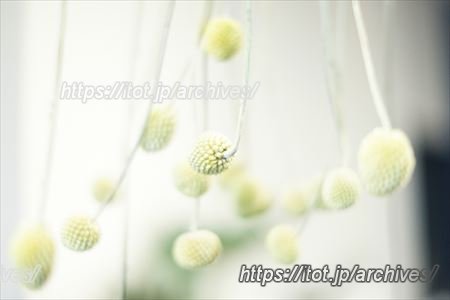 Hallo Gallo 成瀬さんインタビュー