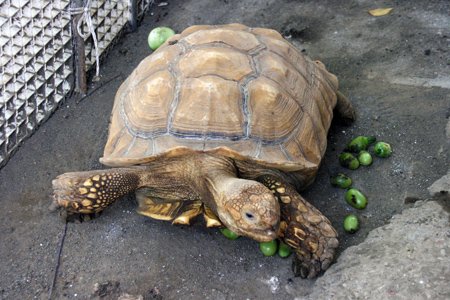 所沢第六文化幼稚園 陸カメ