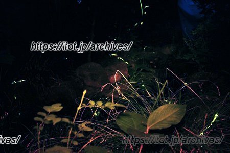 所沢第六文化幼稚園 ホタル鑑賞会