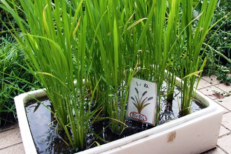 所沢第六文化幼稚園 稲