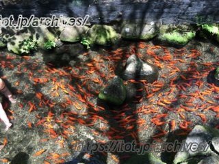 所沢第六文化幼稚園 庭