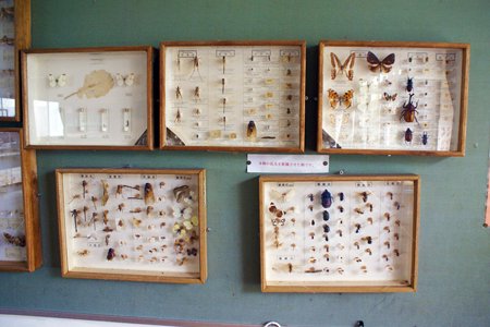 流山市立向小金小学校インタビュー