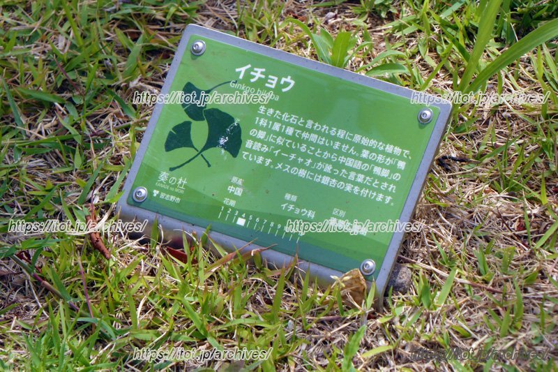 緑豊かな街なかに点在する樹名板