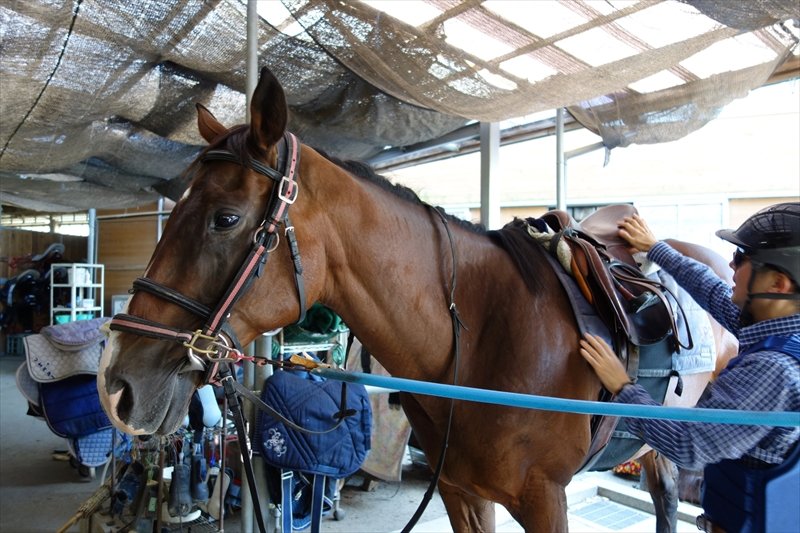 乗るための準備(馬装）をする人