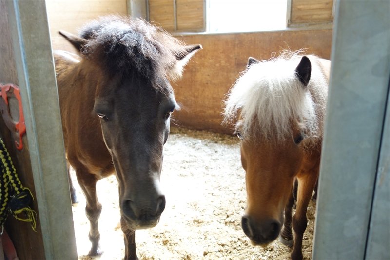 馬術協会で管理している馬