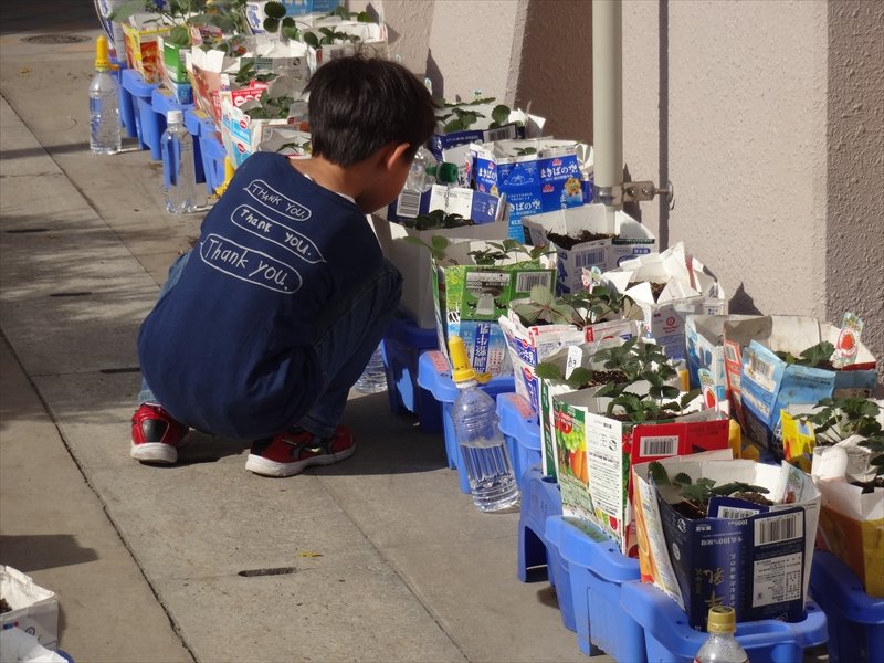 川上北小学校　栽培