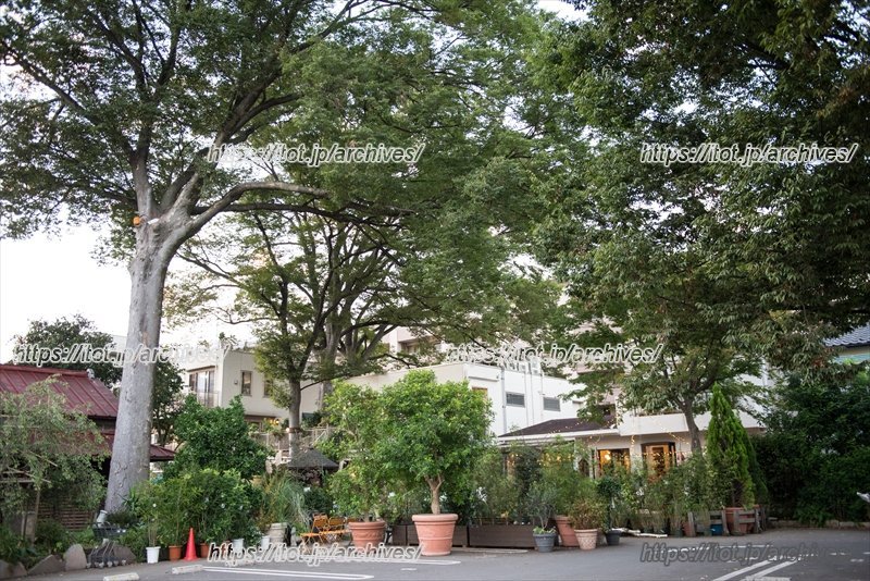 駐車場にも植物が溢れている