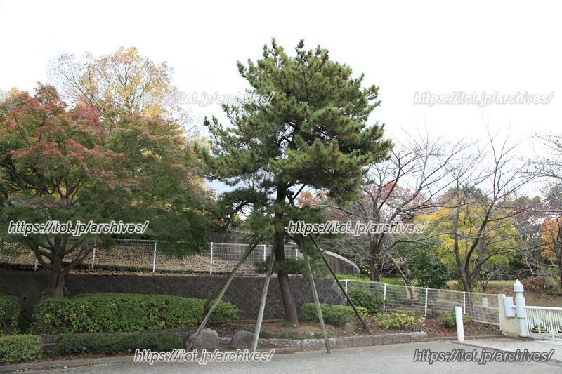 大松台小学校の松の木