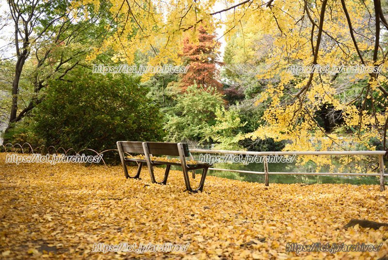 紅葉が美しい武蔵関公園
