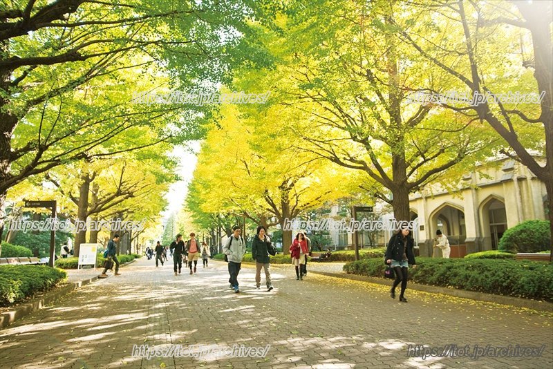 イチョウ並木は学生の憩いとなっている