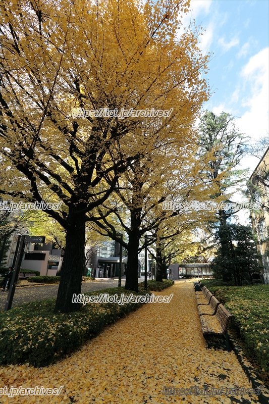学院のシンボルとなっているイチョウ並木