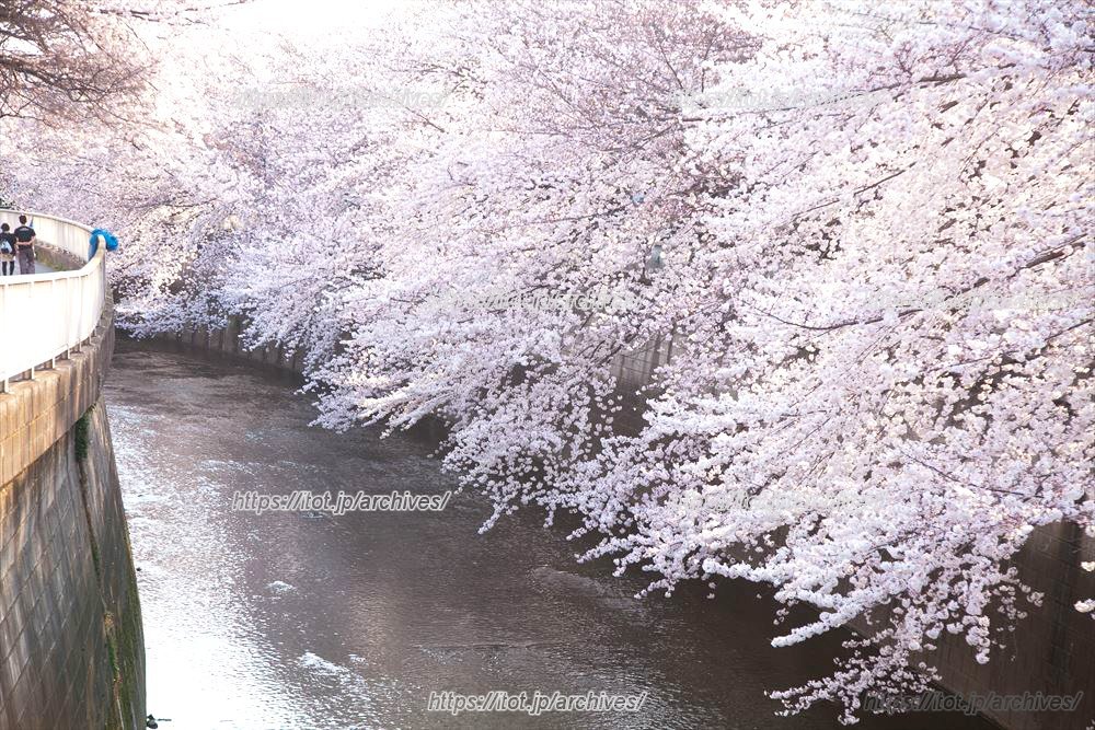 石神井川沿いの桜