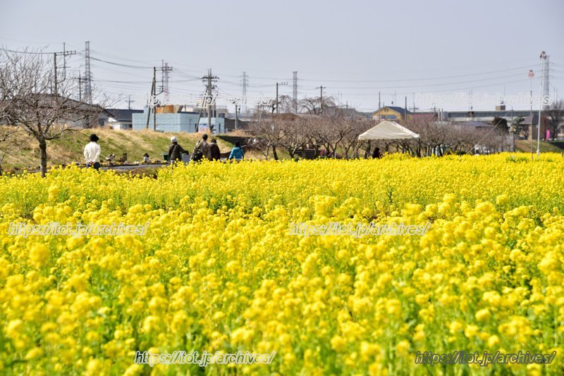 やしおフラワーパーク